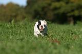 BOULEDOGUE FRANCAIS 1226